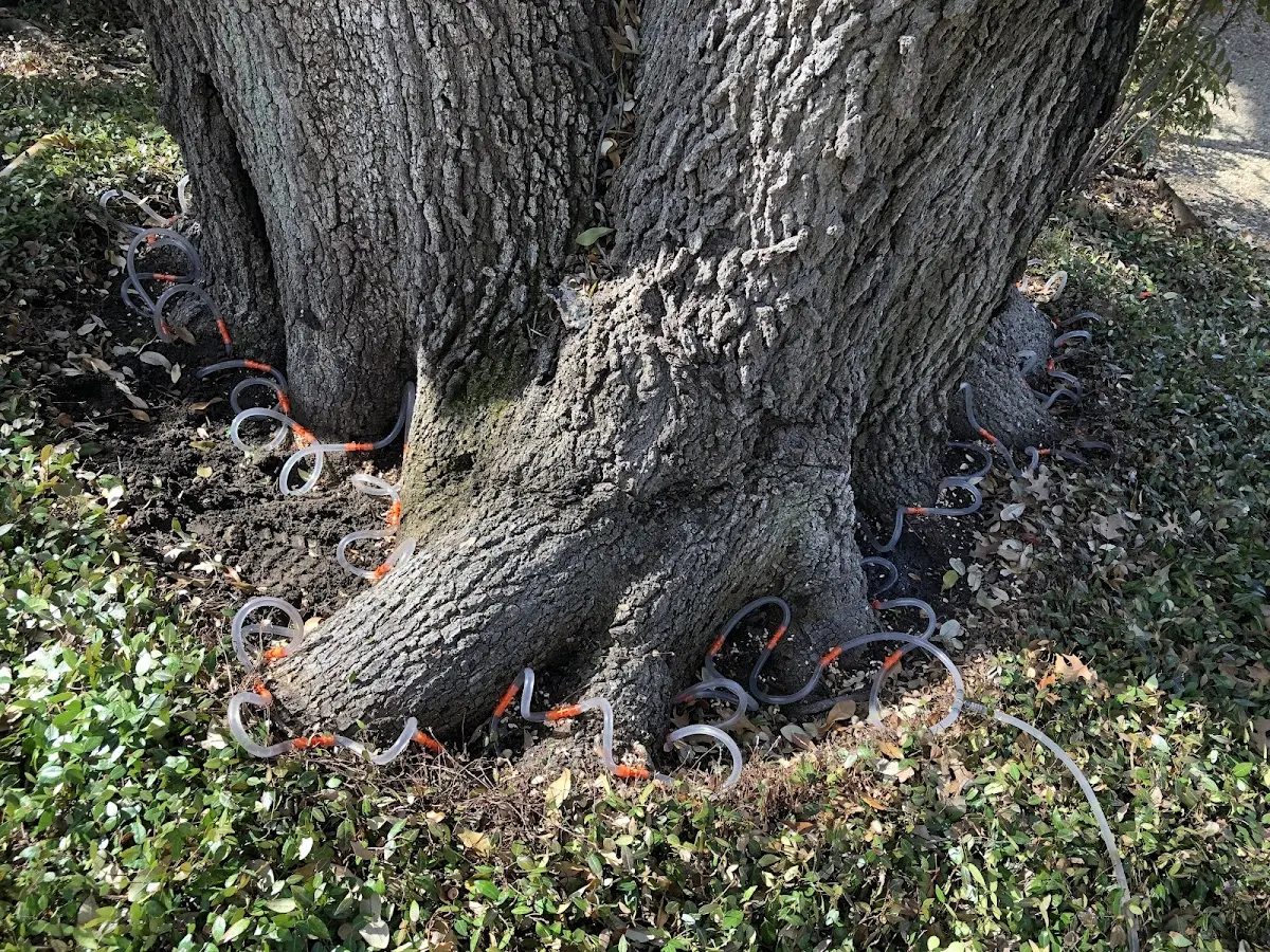 Detailed Shrub and Hedge Trimming job site in Knippa