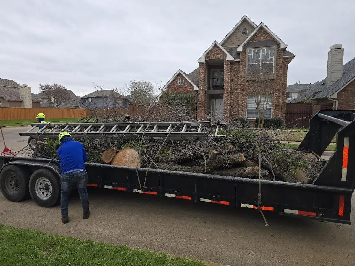 Expert Tree Pest Control with proper safety equipment in Knippa
